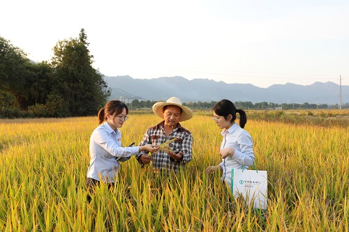 农户向农行客户经理展示、讲述今年水稻质量、收成情况.jpg