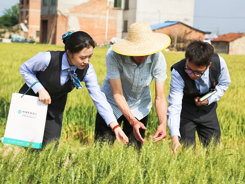 开发区支行客户经理走访农户了解农作物生长情况2.jpg