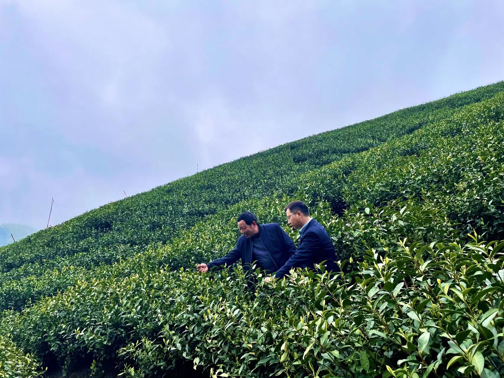 1758074602897713.jpg 民生银行杭州分行客户经理与茶农一起走访茶园.jpg